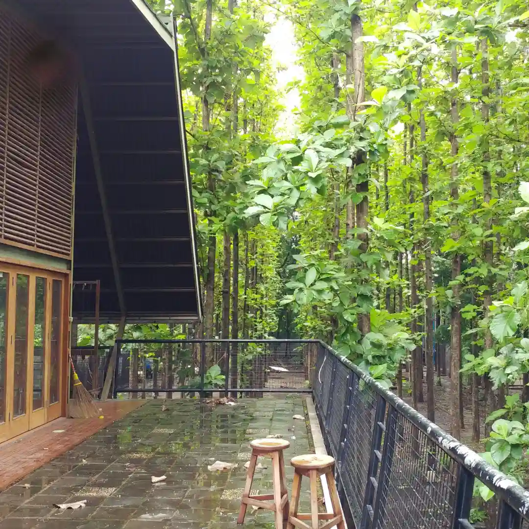 Halaman belakang rumah yang berbatasan langsung dengan hutan dalam artikel Desain Rumah Ramah Lingkungan 2026 di website Ecotown.id