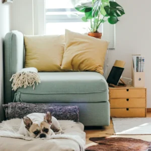 Sudut baca rumah yang nyaman dengan kursi berlengan, bantal dekoratif, tanaman hias, dan seekor anjing bulldog Prancis yang sedang berbaring di atas alas berbulu. Gambar ini berada dalam artikel "Pojok Baca Rumah Minimalis" di website Ecotown.id